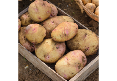 Cara Seed Potatoes (Maincrop - 1 kg)
